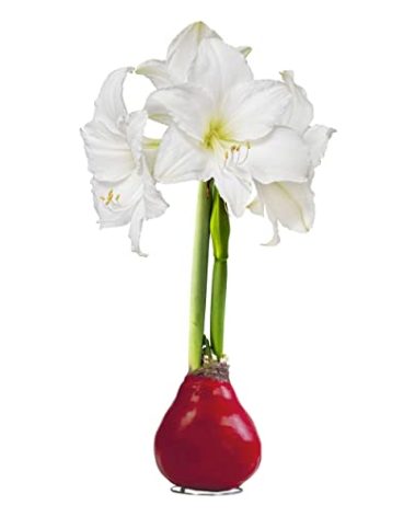 Waxed Amaryllis Bulb - Red Wax, White Blooms - Easy Care - No Watering Needed! Beautiful Live Décor!