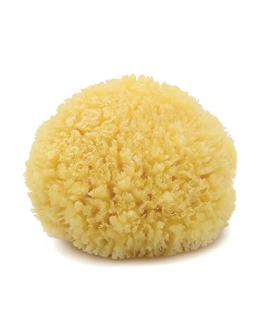 Neptune Caribbean Sea Sponge, Hand Cut, Medium, Approx. 5-6 inches