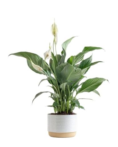 Costa Farms Peace Lily, Live Indoor Plant with Flowers, Easy to Grow Houseplant in Decorative Pot, Potting Soil, Thinking of You, Get Well Soon Gift, Room Decor, 1 Foot Tall