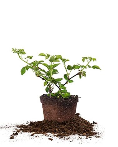 PERFECT PLANTS Arapaho Thornless BlackBerry Bush 1 Gal. Pot Tasty Sweet Fruit Large Firm Berries