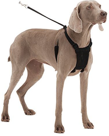 Mesh Anti Pull Harness Size: Small Neck (9-12"), Color: Black