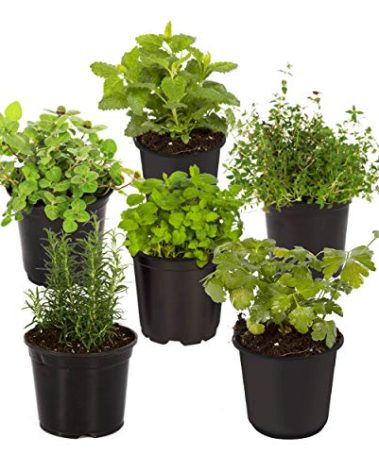 Live Aromatic and Edible Herb Assortment (Lemon Verbena, Eucalyptus, Mint, Lemon Balm, Other Assorted Herbs), 6 Plants Per Pack