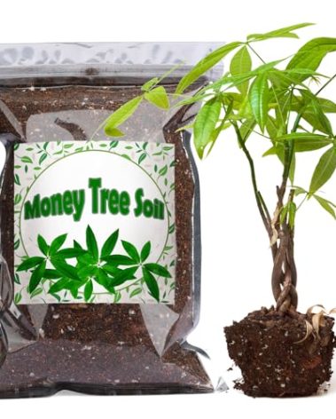 Doter Organic Money Tree Soil Mix 1qt, Indoor Plants Potting Mix for All Potted Money Tree, Grow Healthy houseplants Indoors