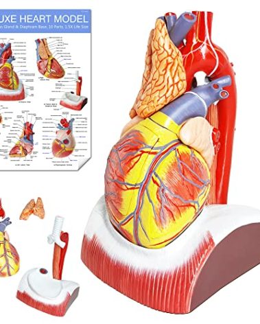 EVOTECH SCIENTIFIC Deluxe Human Heart Model with Thymus Gland & Diaphram Base, 10 Parts 1.5X Life Size Large Anatomical Heart Model for Classroom and Cardiology Study