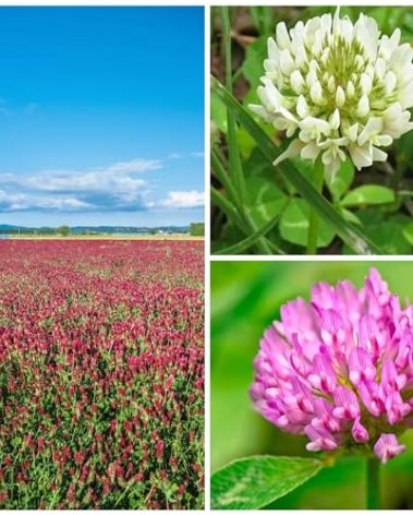 Clover Trio Seed Blend – Premium 1 Lb ~179,200 Seeds – Red, White & Crimson Clover – Cover Crop & Soil Enrichment Mix