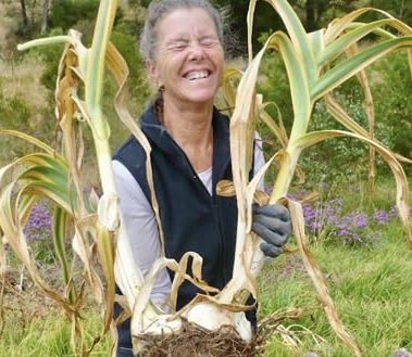 Premium Live Giant Elephant Ear Garlic Bulb by Greenhouse PCA | Each Bulb Contains Multiple Cloves for Planting or Cooking.