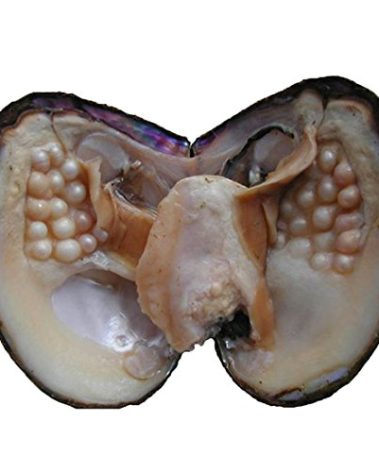 Oyster Pearls, POSHOPS Freshwater Cultured Big Oysters with Pearls Inside Pearl an Oysters Home Decoration Jewelry Making
