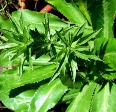 Recao, Culantro, Cilantro ancho, Mexican Coriander (Eryngium foetidum) 200++ Qty Seeds Pack