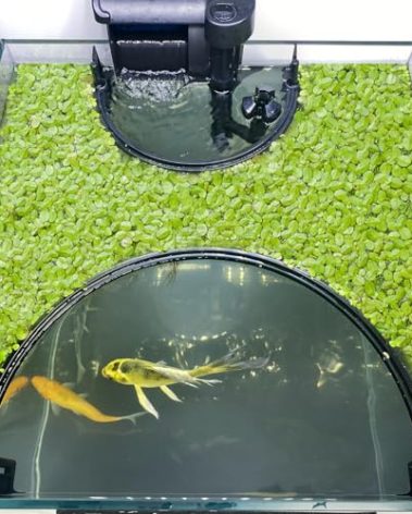 Floating Plant Corral for Aquarium, Fish Tank Accessories to Protects Duckweed from Filters, Automatically Adjusts Height According to Water Level, Suitable for All Duckweed and all aquariums(Style 2)