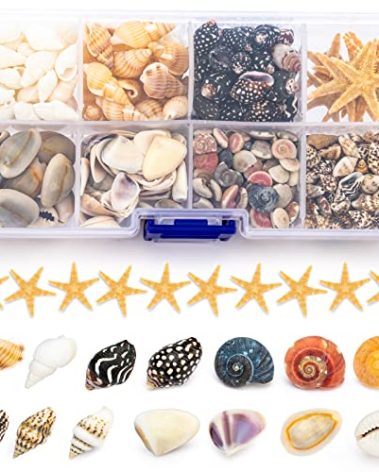 Premium Tiny Seashell Mix, Including Sea Shells, Sea Snails and Starfish Total 300+PCS (8 Kinds), Shells for Crafts Decorating Resin and Mosaics Projects DIY Crafts Home Decor Beach Themed Party
