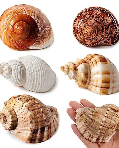 WeDoSoy 5PCS Large Hermit Crab Shells | Natural Sea Conch Size 2.8" - 3.9", Opening Size 1.5" - 2.5" | Turbo Seashells for Hermit Crab Supplies and Beach Decoration Large Sea Shell