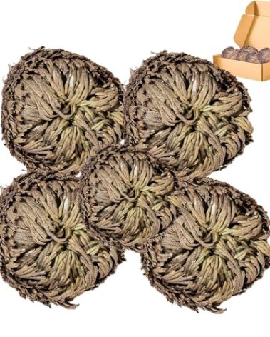 5 Pack Big 3.5" Rose of Jericho Resurrection Plants, Flor de Jerico Original Dried Flowers, Jericho Flower Dried Rose, Natural Fern Prayer Plants for Spiritual Purification, Home Decor