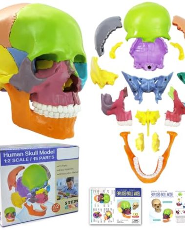 New Anatomy Skull Model 15 Parts Human Anatomy Exploded Skull Detachable Palm-Sized Mini Human Color Medical Skull Model,Medical Dental Clinic Teaching Equipment,Learning with Color Study Manual