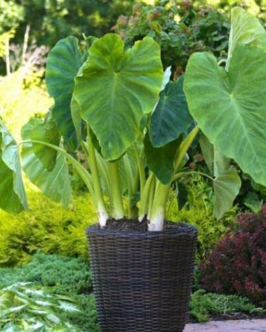 Elephant Ears (Colocasia Esculenta) 3 Bulbs by Greenhouse PCA | Bold Tropical Landscape Effect.
