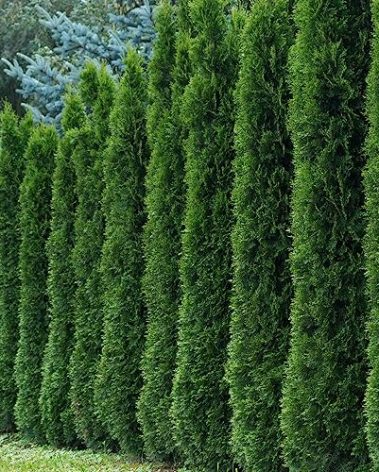 KVITER 50 Thuja Tree Seeds (Arborvitae/Thuja Occidentalis), American Arborvitae Tree Seeds - Fast-Growing Landscaping Plants Seeds- Organic Evergreen Privacy Trees for Outdoor Garden & Yards