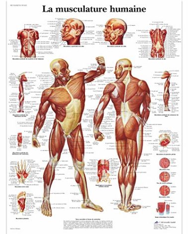 3B Scientific VR2118L Glossy UV Resistant Laminated Paper La Musculature Humaine Allergies Chart (Human Musculature Anatomical Chart, French), Poster Size 20" Width x 26" Height