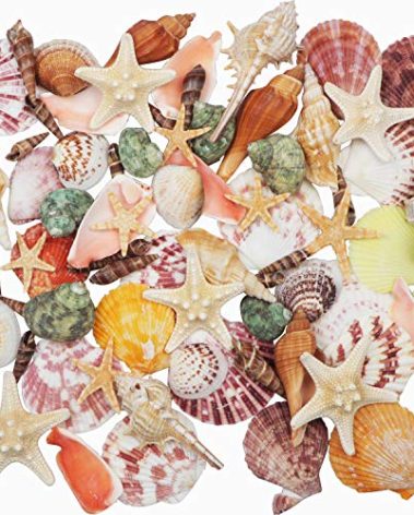 Sea Shells Mixed Beach Seashells 9 Kinds 1.2"-3.5 "Various Sizes Natural Seashells and 2 Kinds of Natural Starfish for Beach Themed Party DIY Crafts Fishtank Vase Fillers Home Wedding Decorations