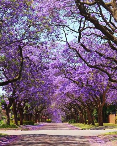 KVITER 25 Blue Jacaranda Mimosifolia Seeds – Blue Jacaranda Tree Seeds for Planting, Organic Fast Growing Trees, Ornamental Tree Seeds – Perfect Flowering Trees for Exotic, Drought Tolerant Gardens