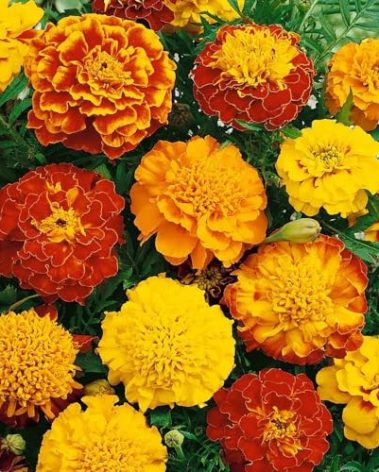 2500 Premium French Marigold Seeds (Petite Mixture) - Annual, Compact, Heat & Drought Tolerant Flower Seeds for Planting, Ideal for Vibrant Pollinator Gardens, Non-GMO, Open Pollinated