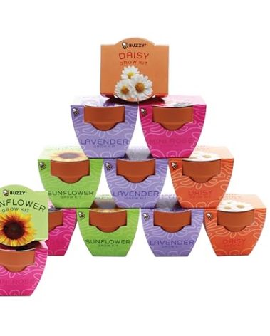 BUZZY Seeds Terracotta Mini Grow Pots | Flower Starter Kit for Kids & Adults | Assorted 12-Pack, Bright Series Collection, Daisy, Lavender, Mini Rose, Sunflower | Gardening Gift, Party Favors