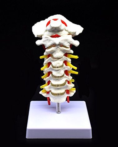 Cervical Vertebra Arteria Spine Spinal Nerves Anatomical Model Anatomy for Science Classroom Study Display Teaching Medical Model