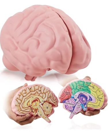 Cross Section Foam Brain Model, Great Educational Tool for Learning & Teaching Human Anatomical Function, Psychology, Biology or Science, Easy to Use & Includes 2 Half Pieces Labeled with Figures