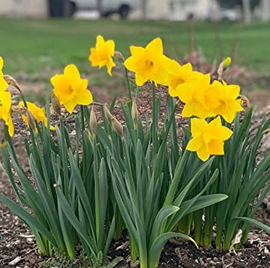 Dutch Master Daffodil 100 Bulbs - 12/14 cm Bulbs