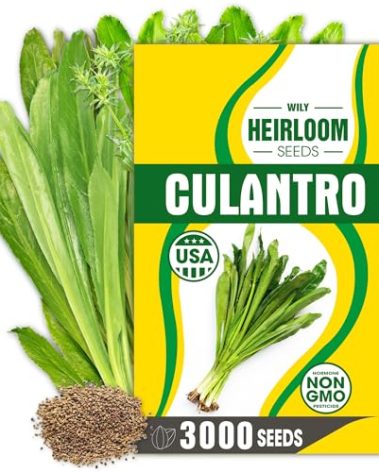 Premium Culantro Seeds – 3,000+ Non-GMO Heirloom Seeds - High-Yield, Authentic Flavor & Easy Growing