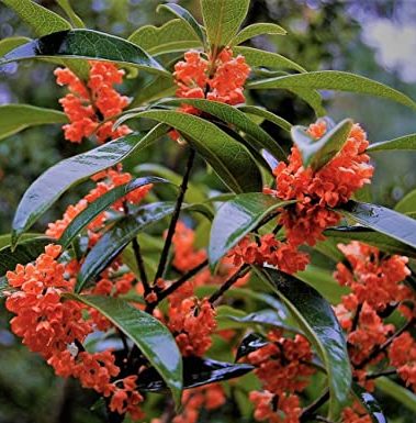 New Life Nursery & Garden / - Red Flowering Fragrant Tea Olive (osmanthus) / - Quart Pot