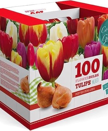 100 Darwin Tulip Mix Flower Bulb Box with Easy Carry Handle - Red, Yellow, Orange and Purple Colors - Easy to Grow Flowers - Plant in Gardens, Containers & Flowerbeds - Planting Instructions Included