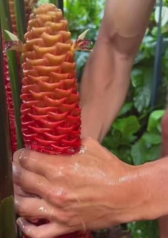 5 Count Awapuhi Wild Ginger Rhizomes Shampoo Live Plant,Fresh Roots Raw, Zingiber Zerumbet Pinecone Bitter Ginger, Hawaiian Ginger Lily, Pinecone Ginger Red Ginger Roots for Planting
