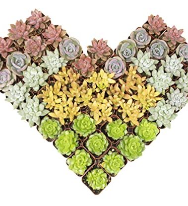 Altman Plants, Live Succulents Plants (50 Pack), Nursery Pots Variety Pack, Bulk Succulents Plants Live Plants Indoor Plants Live House Plants Indoors Live Indoor Plants Live Houseplants Live Indoor