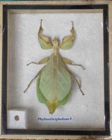 TAXIBUGS Leaf Insect Phylium Sicipholium Genuine Bug Green Brown Taxidermy Butterfly Insect Box Framed Display (Wooden Box)