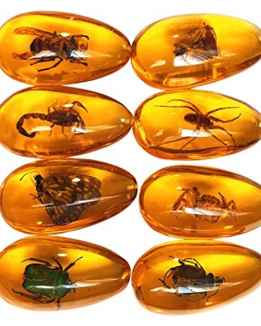 Western Eagle Workshop 8pcs Amber Fossil with Insects Samples Stones Crystal Specimens Home Decorations Collection Oval Pendant