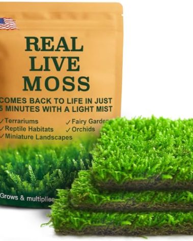 Lucky Plant Fresh Live Moss Variety Pack - Ideal for DIY Terrariums, Miniature Bonsai, Potted Plants, Reptiles, Succulents, (A Whole Piece of 8" x8" Fresh Hypnum Moss)