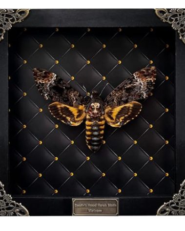 Real Framed Death Head Moth Handmade Shadow Box Skull Moth Butterfly Unique Gift Entomology Unique Insect Taxidermy Gothic Decor Collectables Wall Art Home Decor K18-01-NEM-MT