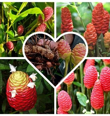 4 Shampoo Ginger Ginger Roots for Planting, Zingiber Zerumbet Red Ginger Lily Flowers Bulbs, Edible Pinecone Roots, 1 Year Old