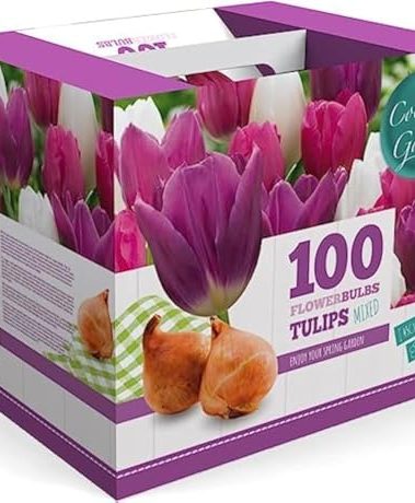 100 Tulip Mix Flower Bulb Box with Easy Carry Handle - Purple, Pink and White Mixed Colors - Weeks of Easy to Grow Flowers - Plant in Gardens, Containers & Flowerbeds - Planting Instructions Included