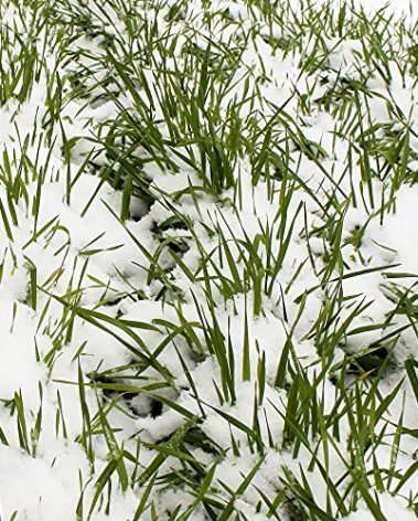 No-Till Winter Rye Seeds - 5 Lbs - Non-GMO Rye Grain Cover Crop Seeds by Mountain Valley Seed Company.