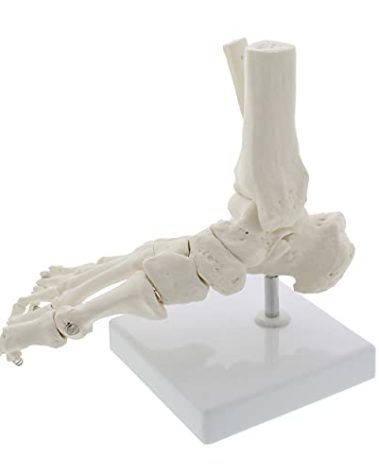MonMed Medical Models Life Size Foot and Ankle Model – Anatomical Foot Model, Skeleton Bones, Human Skeleton Model