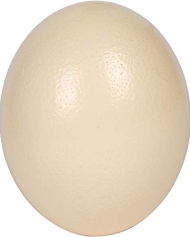 Premium Ostrich Eggshell (Grade A, Large Size)