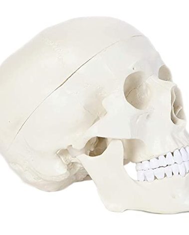 Alikeke Human Skull Anatomical Model, Human Anatomy Head Skeleton Model 4.5x3.5x3.5 in, Includes Full Set of Teeth, Removable Skull Cap and Articulated Mandible