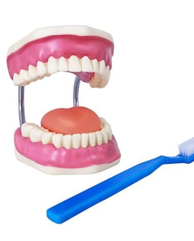 Evotech Dental Teeth Care Model, W/Giant Toothbrush, Kids Dental Care Teaching Demonstration Model, Speech Therapy Teaching Tool, Adult Standard Typodont Demonstration Teeth Model