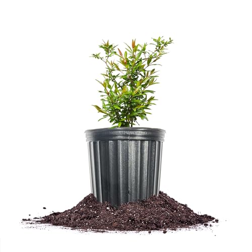 Version 1.0.0 Version 1.0.0