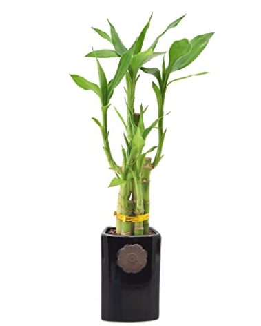 Arcadia Garden Products 5-Stem Lucky Bamboo, Live Indoor Plant in Contour II Ceramic Planter for Home, Work, or Gift, Black ***Cannot Ship to Hawaii***
