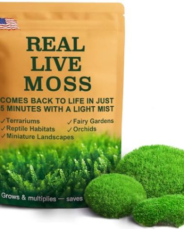 Fresh Real Live Moss Variety Pack for Orchids & Mini Landscapes DIY Terrariums, Bonsai, Reptile Habitats & Potted Plants | Revives Quickly with Mist, Soft Green Texture (Whole 8"x8" Leucobryum Moss)