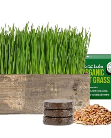 The Cat Ladies Cat Grass Kit Complete with Rustic Wood Planter, Organic Seed and Soil. Easy to Grow - Great for Indoor or Outdoor Cat, Dogs and Other Pets. Prevent Hairballs and Aid Digestion…