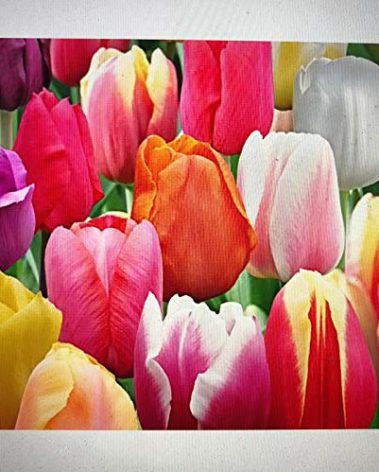 100 Landscape Mixture Tulip Bulbs - Tulipa Triumph