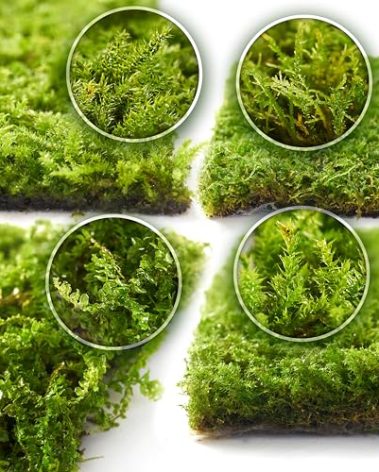 Live Moss 4-Pack (Each 3.5"x7") – Real Mixed Moss for Terrariums, Reptile Habitats, Fairy Gardens & Potted Plants – 4 Random Varieties, Easy to Revive, Natural Green Decor