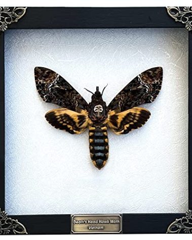 Real Death Head Moth Acherontia White Frame Skull Butterfly Handmade Shadow Box Insect Oddity Curiosities Unique Taxidermy Collectables Tabletop Wall Art Home Decor Living Gallery Bedroom K18-01-TR